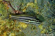 Cheilodipterus quinquelineatus-Pasar wajo Mandarin city-11m-20180602nuit-Denis-ADER-DSC_3486_tn